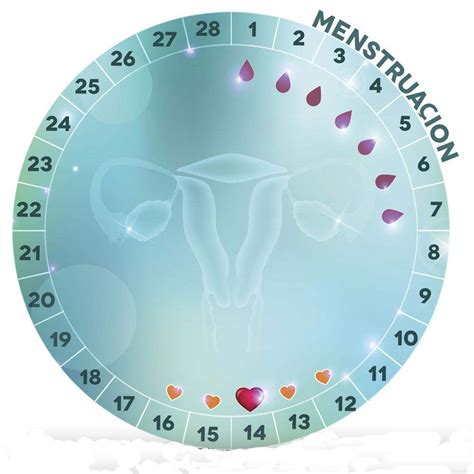 calendario de ovulacion - qi sociedade de crédito